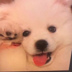 Meet your Posher, Laurel